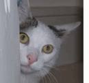chat