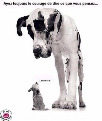 chien